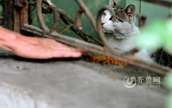 青島の74歳の退職教師　ノラ猫に8年間餌付け