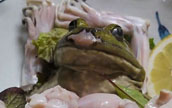日本のすし店でカエルの活き造りを提供して「動物虐待」と批判される
