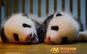 雄と雌の双子パンダ誕生　名前を世界中から募集