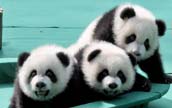 世界で唯一の三つ子パンダの名前発表