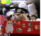香港の名物ネコ「クリーム兄貴」の人気が日本へ飛び火