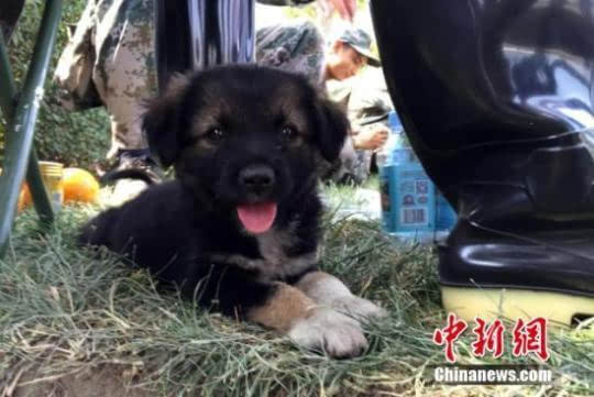 天津の事故現場爆心地で子犬を救出
