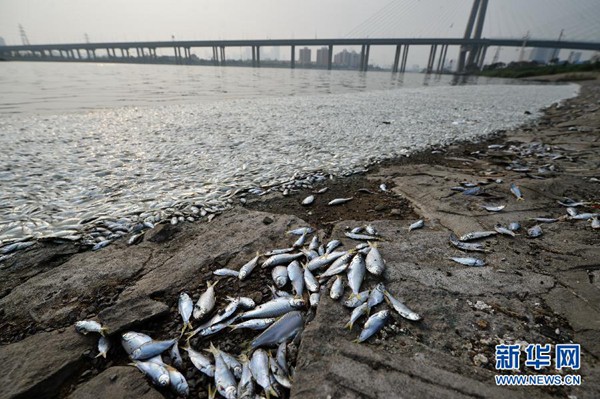 天津の川で魚が大量死　シアン化合物は検出されず