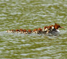 可愛すぎる！16羽のヒナを背負い池を渡る母アヒル
