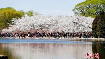 桜咲き誇る玉淵潭公園　桜並木は黒山の人だかり　北京