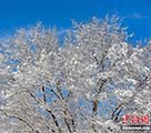 雪景色を堪能する瀋陽市民