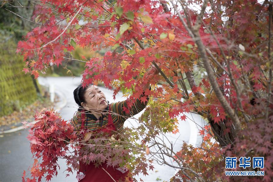 紅葉を摘む今年81歳の西蔭幸代さん（11月19日、撮影・杜瀟逸）。
