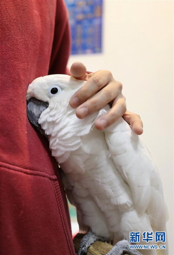 横浜市で開催されている「Pet博2019」会場で、飼い主に寄り添う1羽のオウム（1月13日、撮影・杜瀟逸）。