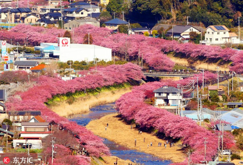 街を華やかに彩るカワヅザクラ（2月20日撮影、画像提供・東方IC）。