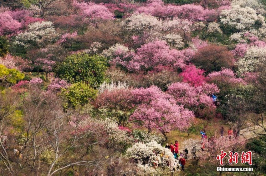 空撮した南京市の紫金山の梅の花(2月25日、撮影・泱波)。