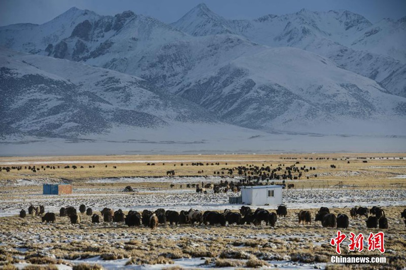 降雪後の当雄阿熱湿地に広がる風景　チベット自治区