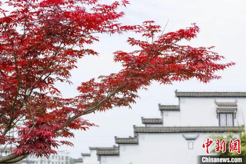春の楓を赤く染める穀雨　安徽省黄山