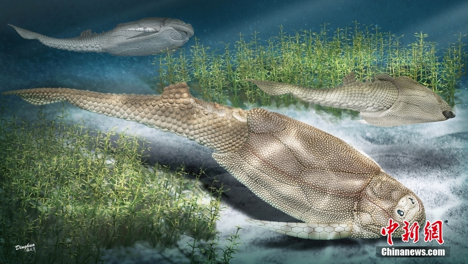 4億1千万年前の魚の化石から鱗や鱗配列の進化の秘密解く！