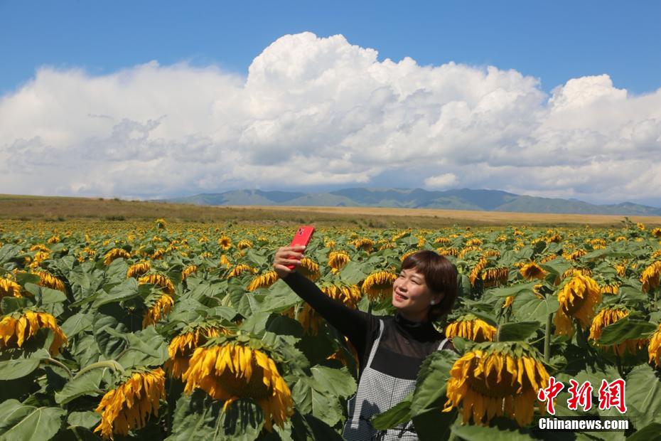 8月初旬、新疆ウイグル自治区のイリ・カザフ自治州モンゴルキュレ高原で、満開を迎えた面積約3300ヘクタールのヒマワリ畑（撮影・李文武）。