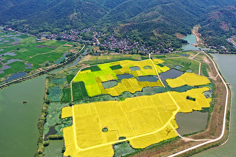 黄金色に輝く稲田が描く農村振興　安徽省蕪湖