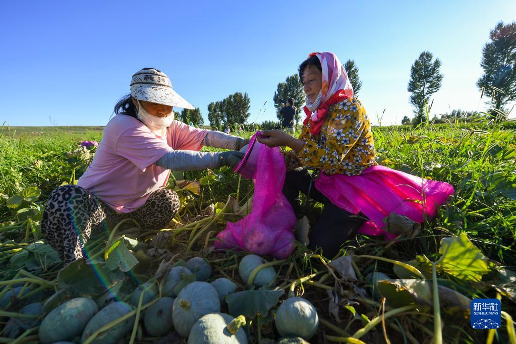 8月15日、収穫したカボチャを袋に詰める栽培農家（撮影・彭源）