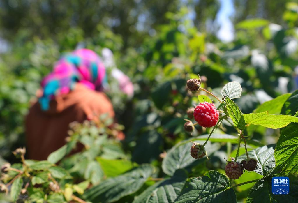 ラズベリーの収穫が最盛期を迎えた遼寧省法庫