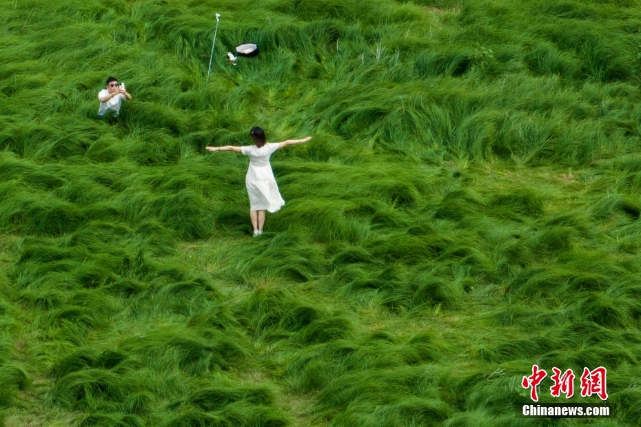 南京の石臼湖にフワフワの草原が出現　「となりのトトロ」のワンシーンにそっくり　江蘇省