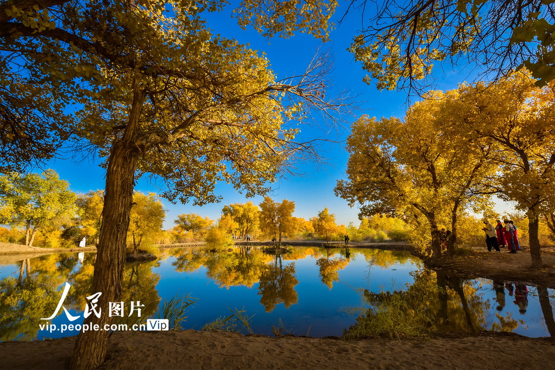 敦煌市黄渠鎮で、美しい秋景色を構成するコトカケヤナギの林（10月15日撮影・王斌銀/写真著作権は人民図片が所有のため転載禁止）。