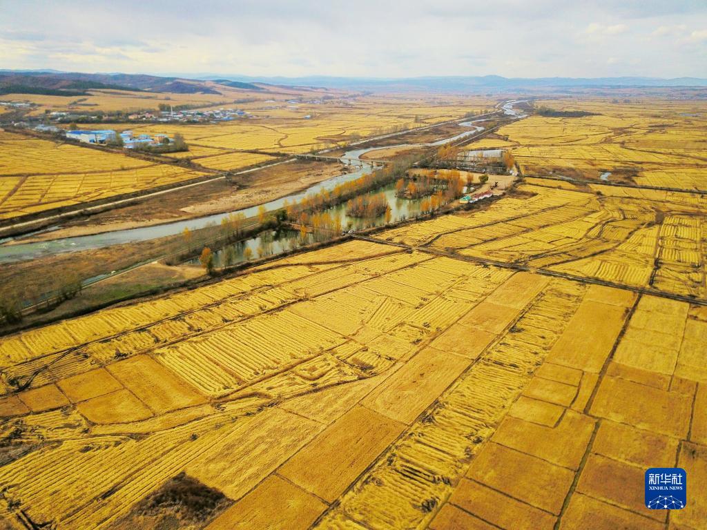 吉林省延辺朝鮮族自治州和竜市光東村で、秋の収穫シーズンを迎えた稲田（10月23日ドローンによる撮影・黄昕欣）。