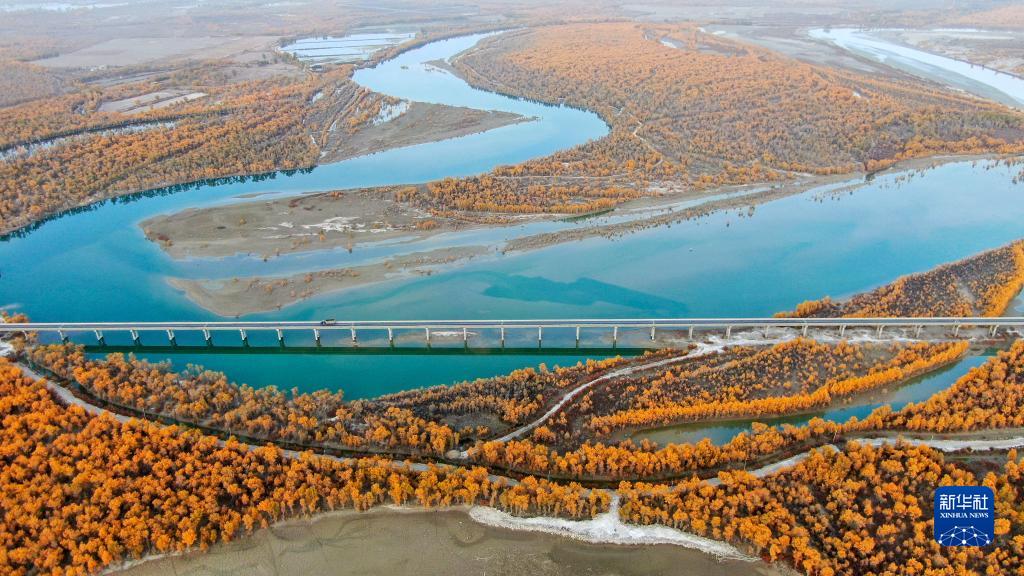 タリム川流域で黄金色に染まったコトカケヤナギ　新疆