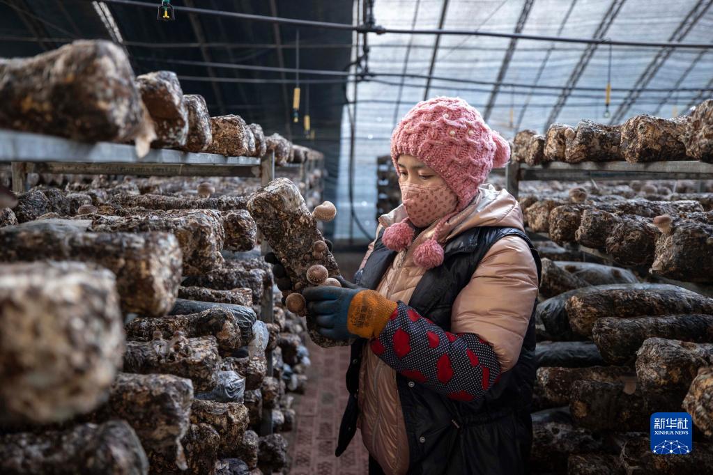 農村振興に寄与する食用キノコ栽培業　寧夏賀蘭