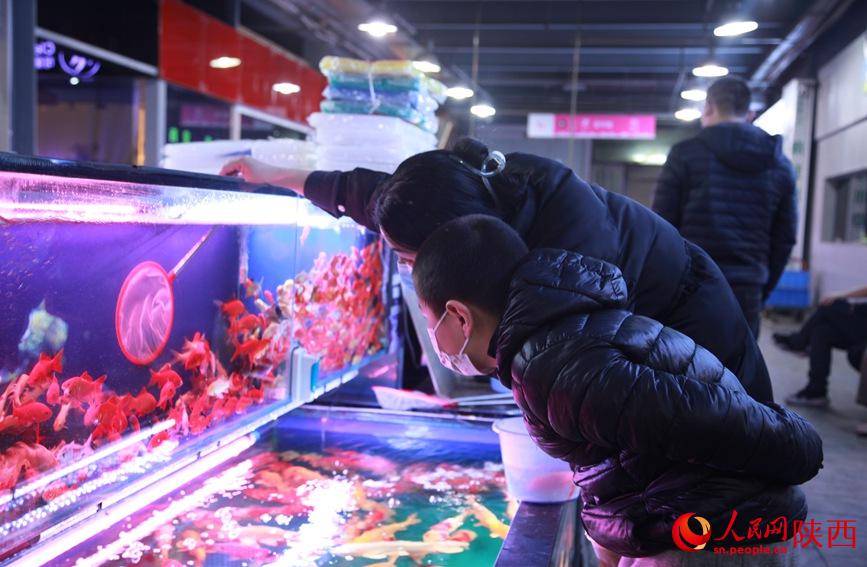 陝西省西安市にある朱雀花市場で、子供が好きな錦鯉を選ぶ韓さん（撮影・賈凱璐）。