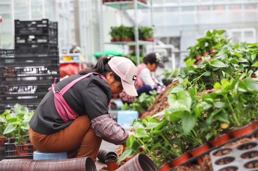 「花卉経済」が様々な産業の発展を促進　江西省彭沢