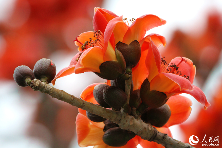 厦門市前埔で、暖かな日差しを浴びて咲くオレンジ色のインドワタノキ（撮影・陳博）。