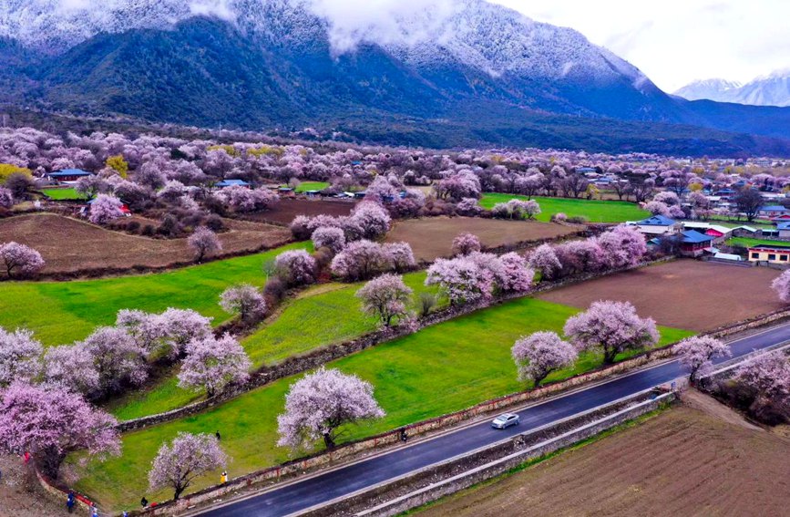 波密県傾多鎮如納村で、満開を迎える桃の花（撮影・徐馭堯）