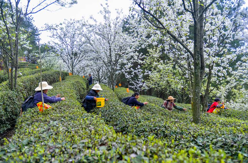 春になり芽吹くお茶の木　茶摘みで大忙しの農家　重慶
