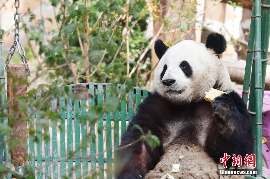 4月17日に撮影されたエサを食べるパンダの「萌蘭」。