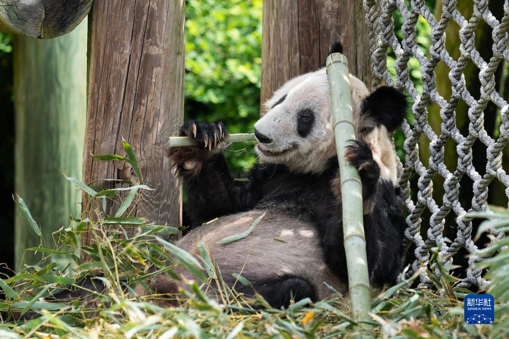 米テネシー州のメンフィス動物園で撮影されたジャイアントパンダの「丫丫」（4月25日撮影・劉傑）。