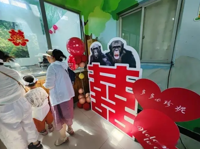 チンパンジーの「多多」と「珍妮」が秦嶺でゴールイン　陝西省