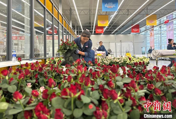 「七夕経済」を支える西北の「バラ工場」　1日数十万本の切り花を生産　甘粛省