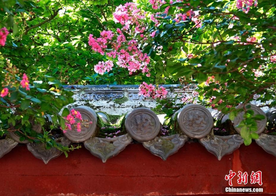 600年の歴史誇る四川省の寺でサルスベリが満開に
