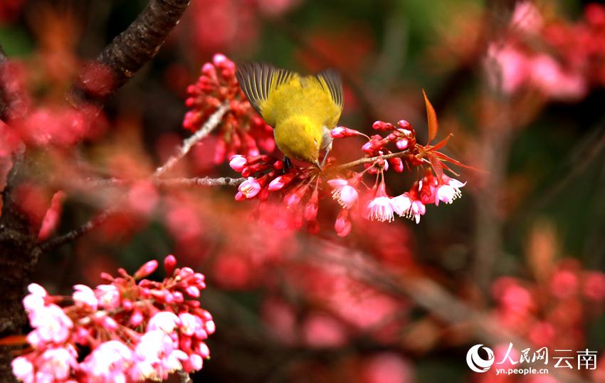 冬桜が満開迎え、鳥がさえずる雲南省曲北