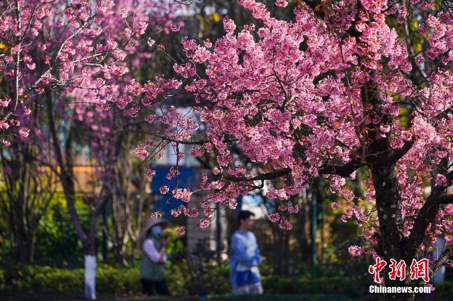 満開の冬桜香る「春城」の冬絵巻　雲南省昆明