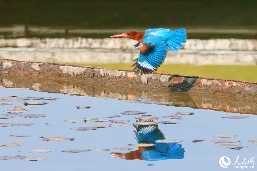 厦門・篔簹湖にやって来た美しい鳥とは？
