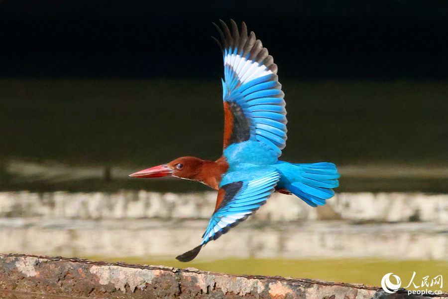  厦門・篔簹湖のほとりの公園で、アオショウビンが羽をいっぱいに広げ水面をかすめて飛んでいた。（撮影・陳博）