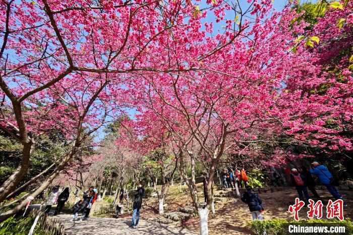 福州国家森林公園で、桜を楽しむ市民や観光客（撮影・王東明）。