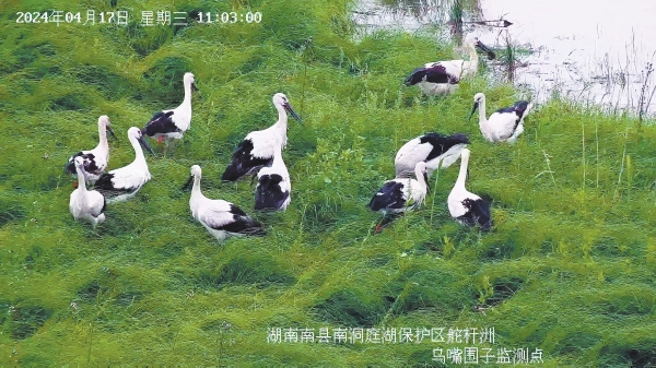 湖南省で「鳥類の国宝」コウノトリの繁殖を初確認