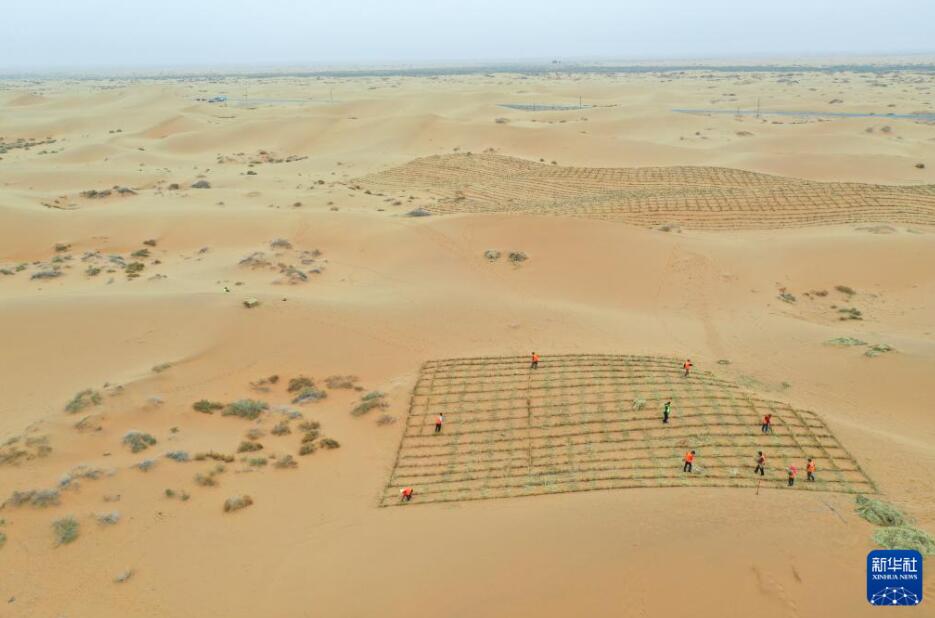 砂漠化対策の作業員が乾燥したワラで1メートル四方のワラを碁盤の目のように並べて砂に埋め込む「草方格」を設置する様子（4月27日、ドローンで撮影・連振）。