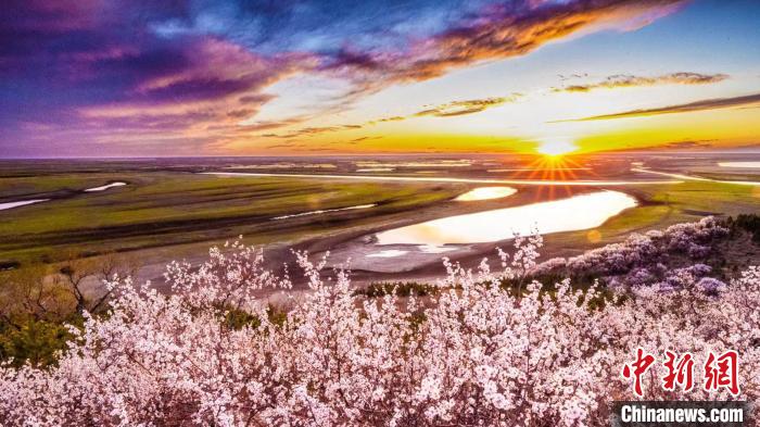 杏の花と大地、空、川の流れが織りなす美しい風景（撮影・包額爾敦）。