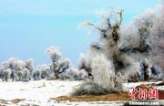 新疆・巴楚県　雪のポプラ林