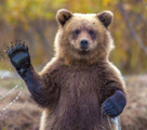 2本足で立って手を振る灰色熊の可愛らしい姿