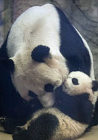 米国　パンダの赤ちゃんが初めてパンダ舎から出て散歩