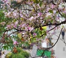 福州　咲き乱れる紫蘇芯花