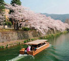 世界各地で花開く日本の美しい桜