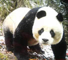 四川省黄竜で再び野生のパンダを撮影